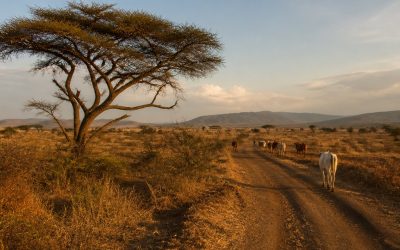 South Sudan the Africas Newest Nation